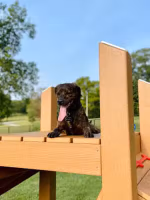 Muletown Bark Park - Columbia, TN