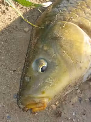 Fishing Parking - Columbiaville, MI