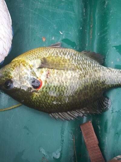 Grouse Ridge Public Fishing Area - Columbus, IN