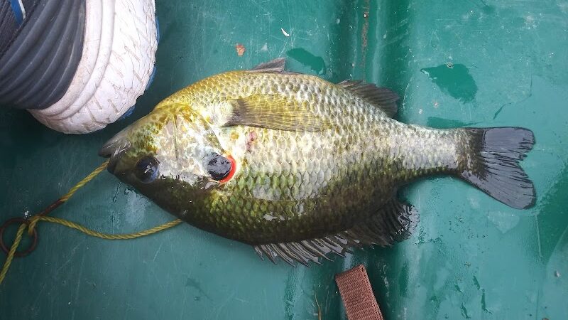 Grouse Ridge Public Fishing Area - Columbus, IN