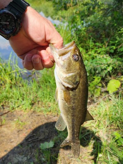 Grouse Ridge Public Fishing Area - Columbus, IN
