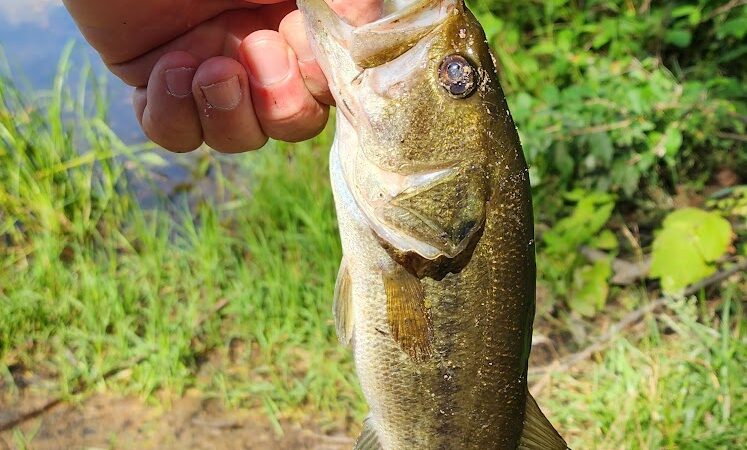 Grouse Ridge Public Fishing Area - Columbus, IN