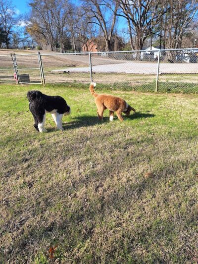 Bark Park - Columbus, MS