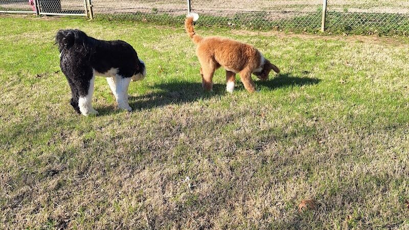 Bark Park - Columbus, MS