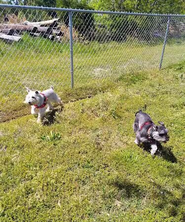 Bark Park - Columbus, MS