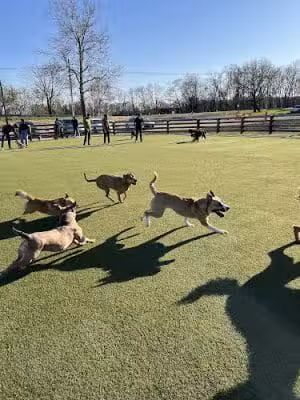 Scioto Audubon Dog Park - Columbus, OH