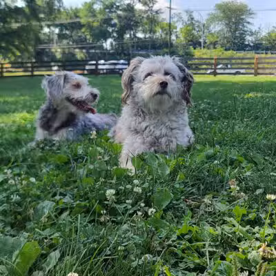 Scioto Audubon Dog Park - Columbus, OH