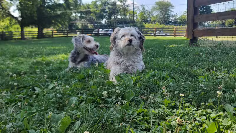 Scioto Audubon Dog Park - Columbus, OH