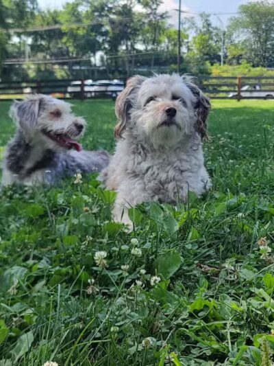 Scioto Audubon Dog Park - Columbus, OH