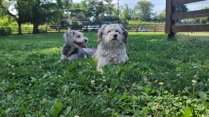 Scioto Audubon Dog Park - Columbus, OH