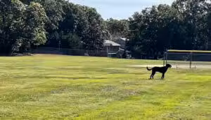 Whitman Hollow Park - Commack, NY