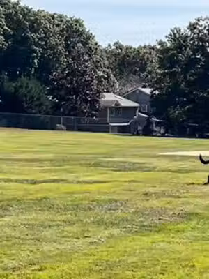 Whitman Hollow Park - Commack, NY