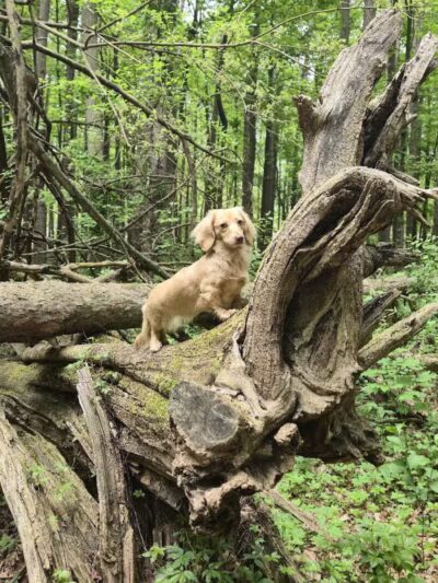 Dodge Park #5 - Commerce Township, MI