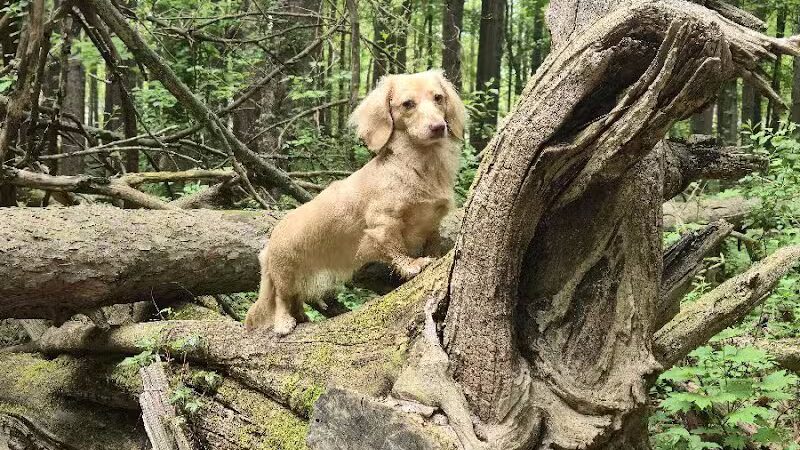 Dodge Park #5 - Commerce Township, MI