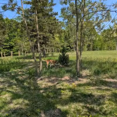 Dog Park - Commerce Township, MI