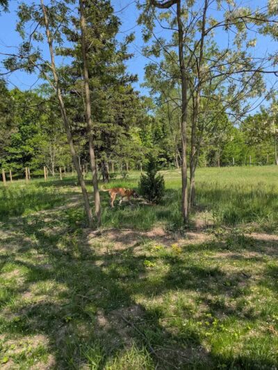 Dog Park - Commerce Township, MI