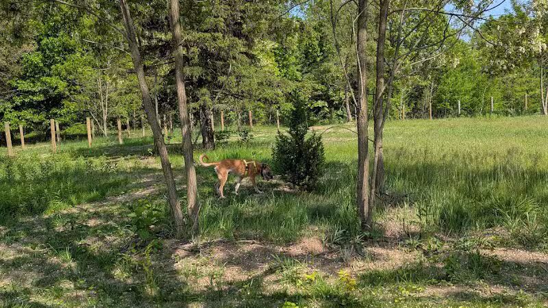Dog Park - Commerce Township, MI