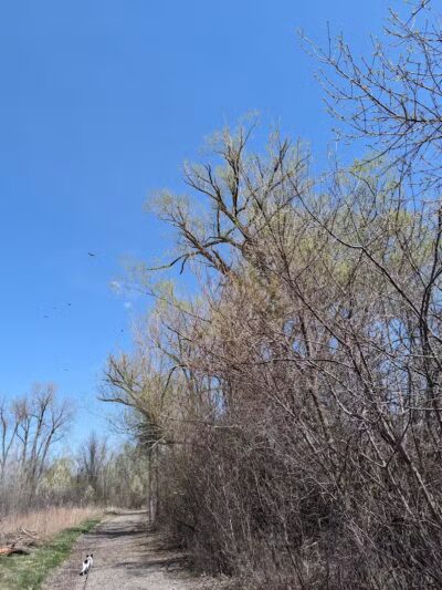Hiking Trailhead - Commerce Township, MI