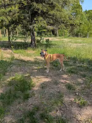 Dog Park - Commerce Township, MI