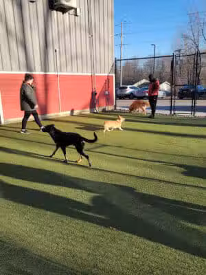The Pack Indoor Dog Park, Restaurant and Bar - Comstock Park, MI