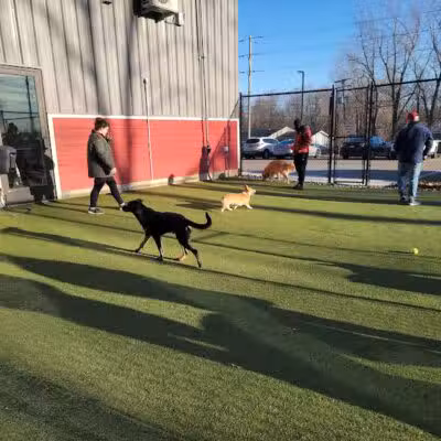 The Pack Indoor Dog Park, Restaurant and Bar - Comstock Park, MI