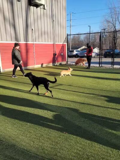 The Pack Indoor Dog Park, Restaurant and Bar - Comstock Park, MI