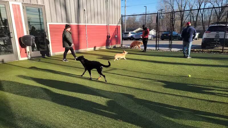 The Pack Indoor Dog Park, Restaurant and Bar - Comstock Park, MI