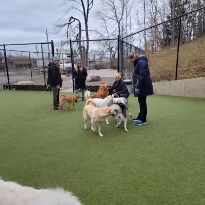 The Pack Indoor Dog Park, Restaurant and Bar - Comstock Park, MI