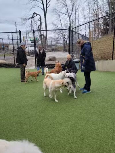 The Pack Indoor Dog Park, Restaurant and Bar - Comstock Park, MI