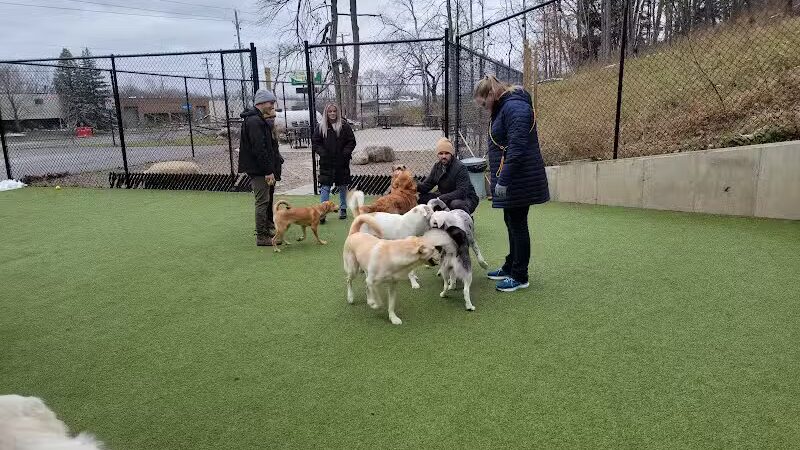 The Pack Indoor Dog Park, Restaurant and Bar - Comstock Park, MI