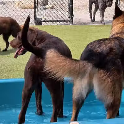 The Pack Indoor Dog Park, Restaurant and Bar - Comstock Park, MI