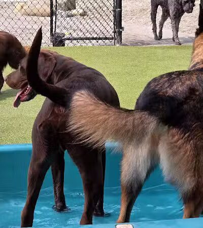 The Pack Indoor Dog Park, Restaurant and Bar - Comstock Park, MI