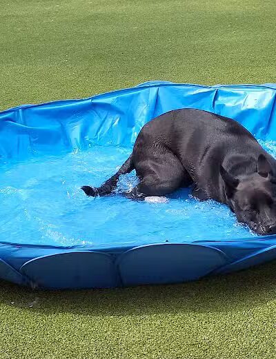 The Pack Indoor Dog Park, Restaurant and Bar - Comstock Park, MI