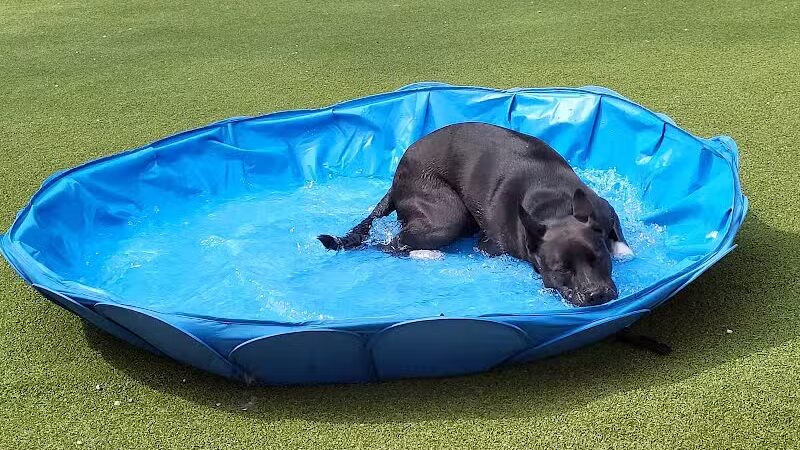 The Pack Indoor Dog Park, Restaurant and Bar - Comstock Park, MI