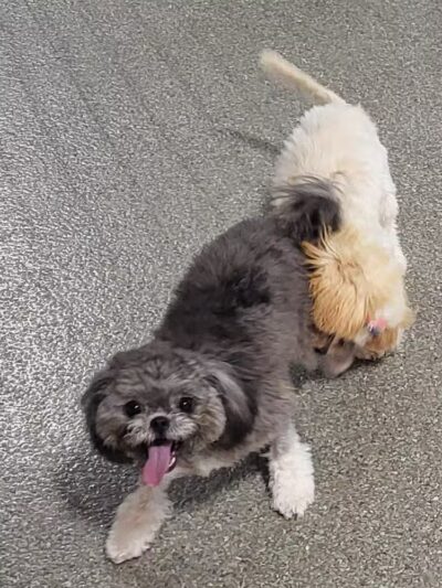 The Pack Indoor Dog Park, Restaurant and Bar - Comstock Park, MI