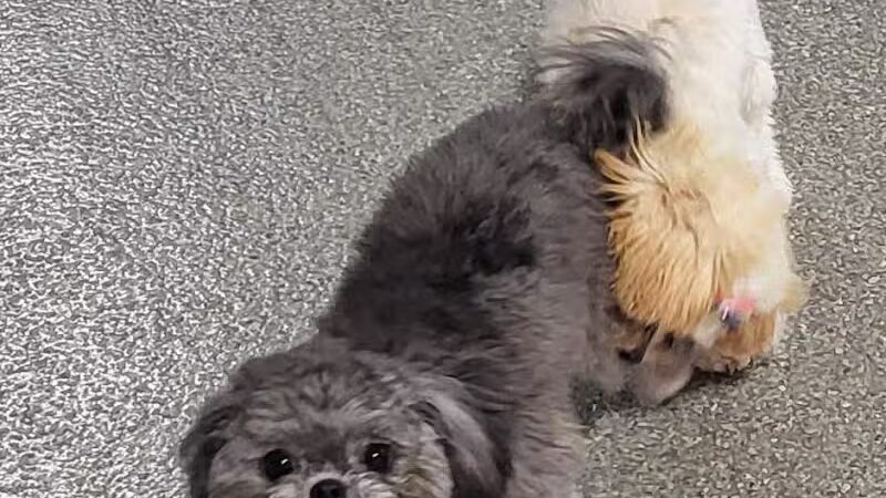 The Pack Indoor Dog Park, Restaurant and Bar - Comstock Park, MI