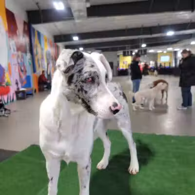 The Pack Indoor Dog Park, Restaurant and Bar - Comstock Park, MI