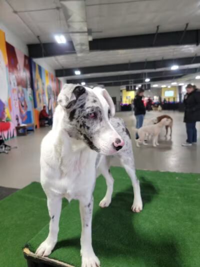 The Pack Indoor Dog Park, Restaurant and Bar - Comstock Park, MI