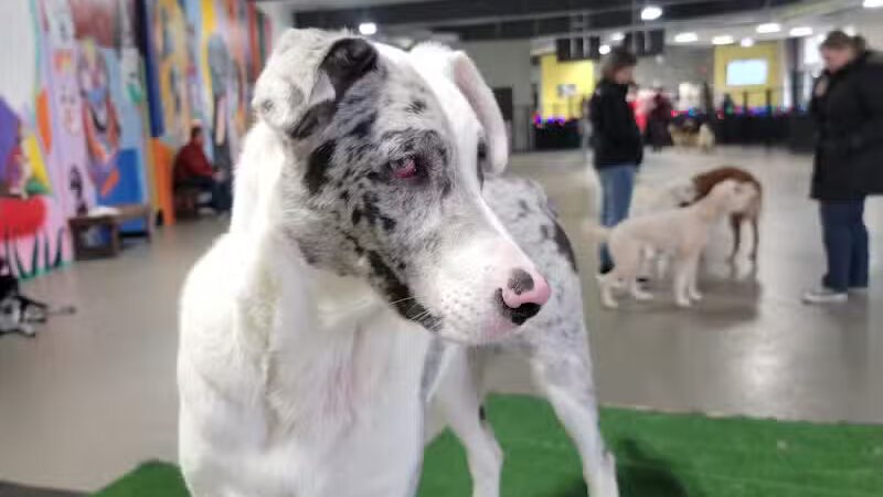 The Pack Indoor Dog Park, Restaurant and Bar - Comstock Park, MI