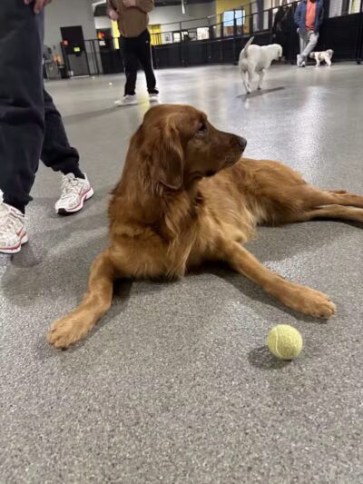 The Pack Indoor Dog Park, Restaurant and Bar - Comstock Park, MI