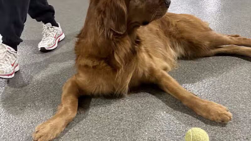 The Pack Indoor Dog Park, Restaurant and Bar - Comstock Park, MI