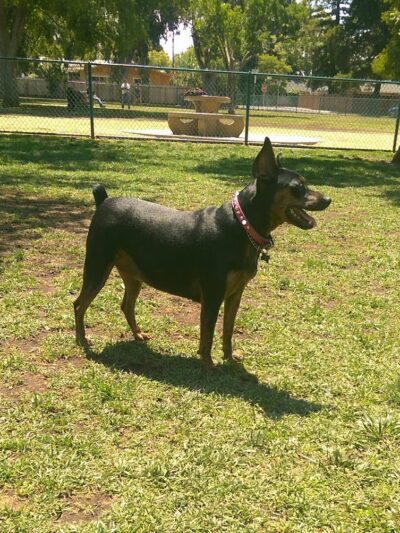 Baldwin Dog Park - Concord, CA