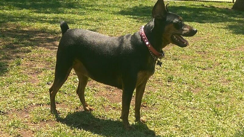 Baldwin Dog Park - Concord, CA