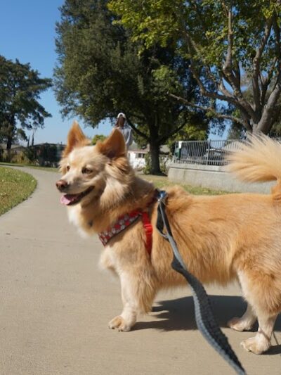 Baldwin Dog Park - Concord, CA