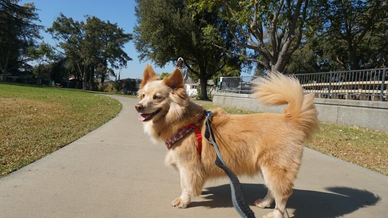 Baldwin Dog Park - Concord, CA
