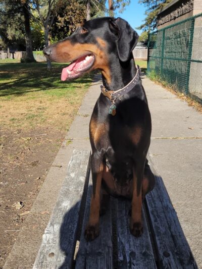 Baldwin Dog Park - Concord, CA