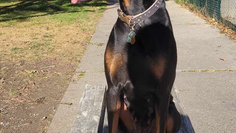 Baldwin Dog Park - Concord, CA