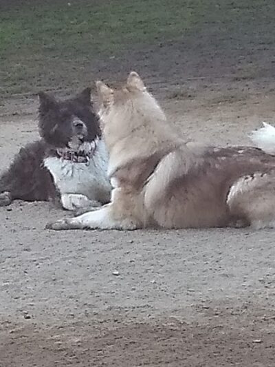 Baldwin Dog Park - Concord, CA