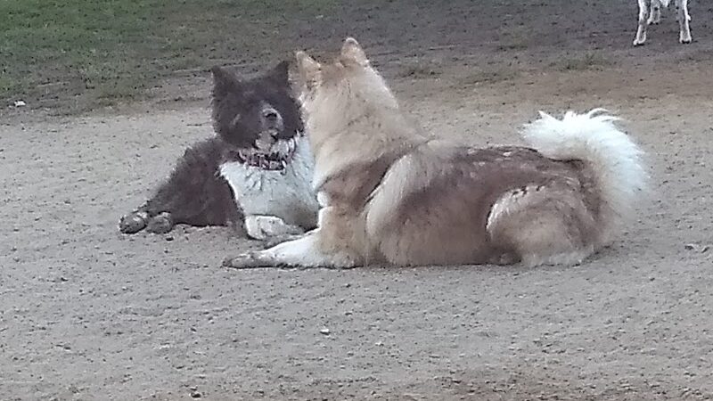 Baldwin Dog Park - Concord, CA