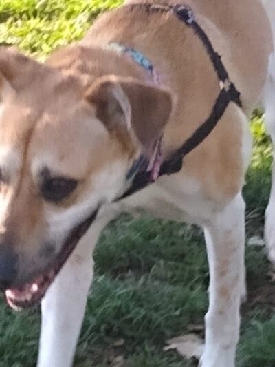 Baldwin Dog Park - Concord, CA